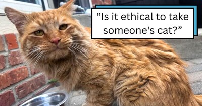 Compassionate cat lover emboldened to catnap the sweet outdoor kitty near their apartment despite warnings from the neighbor: 'To me, a cat with no collar on the street is a stray'