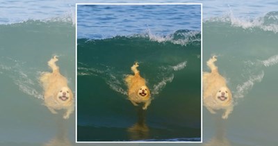 28 Pets Who Came to the Beach, Felt the Sand, and Chose Chaos