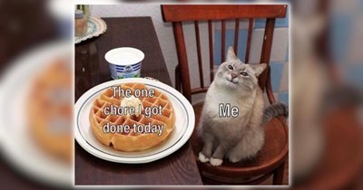 A Ray of Sunshine in the Form of 27 Fuzzy Feline Funnies