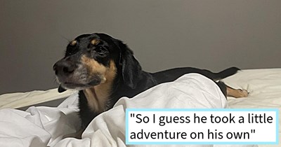 Senior soul dog who ran away after front door was left open found waiting patiently at door for pawrent to return from their frantic search and rescue mission, dog dad says: ‘I’m just very proud of him for being able to come back home.’