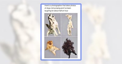 22 Precious Puppers Spreading Pure Pawsitive Meme Chaos