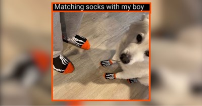 25 Downright Delightful Dog Memes For Dog Dads Indulging in Wholesomeness (April 4, 2026)