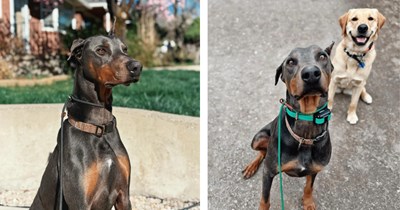 2-year-old Doberman rescued from Southern California animal shelter looking for a furrever home gets many pending inquiries after wholesome internet post hypes him up 