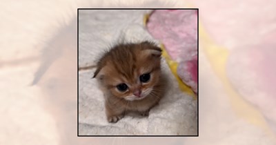 22 Heart-Meowlting Kittens to Purrk Up Your Day