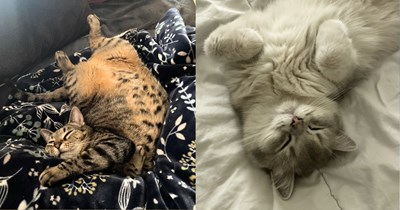 32 Cat Nap Cuties to Relax and Recharge the Cat Lover's Soul