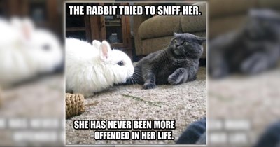 26 Wildly Wholesome Animal Memes for a Wonderfully Warm Week