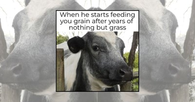 21 Farm Animal Memes to Put You in a Moo-d and Join the Barnyard Chaos