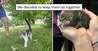 'We decided we were back in the cat game': One CDS delivery turned into a four-cat household after a surprise litter, and they decided to keep them all together right where they belong