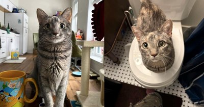'My cat is obsessed with me': Velcro cat named Fish meows for attention 24/7, which worries their hooman until the cat lover finds sweet answers online about the cat's demeanor