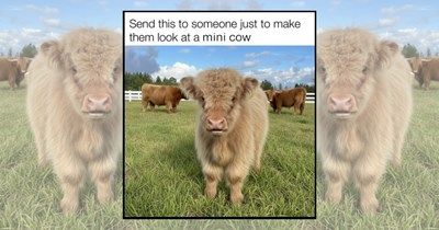 20 Happy Mountain Cows Just Vibing at the Top of the World