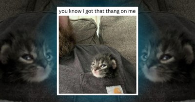 23 Happy Kitten Memes to Meownifest a Spectacular Mew'd (April 6, 2026) 