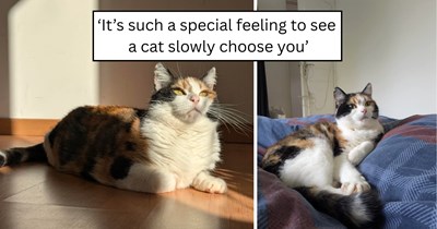 'From won't let me near her to sleeping next to me': A nervous rescue cat shows an incredible transformation, trading hiding spots for cuddles and bedtime company