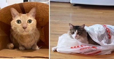 22 Playful Pictures of Cats Who Heard “Out of the Bag” and Said Absolutely Not