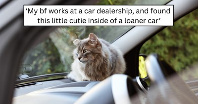 'My bf found a kitten at his job': What started as a faint meow at work turned into rescuing a kitten stuck inside a car