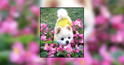 24 Pups Sniffing Spring Flowers to Help Your Mood Bloom
