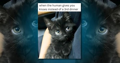 22 Pawsitive Cat Memes to Celebrate the Sweetest Meowmber of the Family