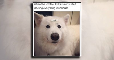 A Wholesome Doggo Break from Reality with a Cup of Dog Meme Pawsitivity (April 4, 2026)