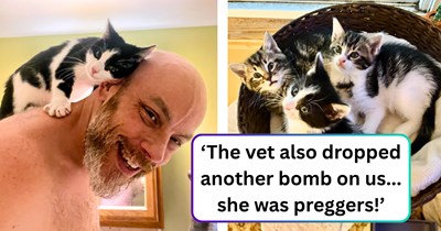 A grieving couple is visited by a friendly stray one week after losing their senior cat, but discovered she was a pregnant package deal: 'We decided to keep them all together.'