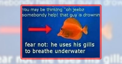 20+ Fintastically Funny Aquatic Animal Memes to Keep You Afloat Today