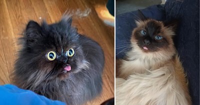 24 Super Silly Pictures of Cats Serving Sweet Little Bleps