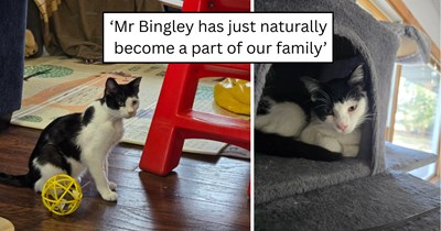 'I don't want a third cat': A rescue kitten meant to stay in the garage while he recovered slowly worked his way inside, won over the husband who said no, and became a forever member of the family