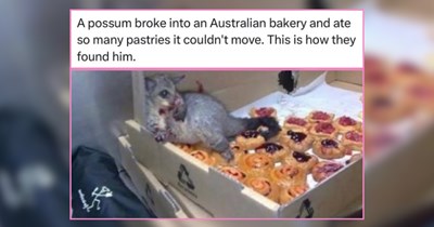 An Unruly List of the Wildest Animals Being Wholesomely Silly