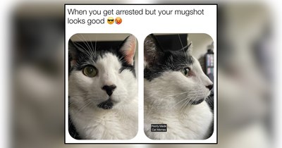 21 Meowschievous Memes of Chaos-Causing Cats Carrying Out Cat Crimes