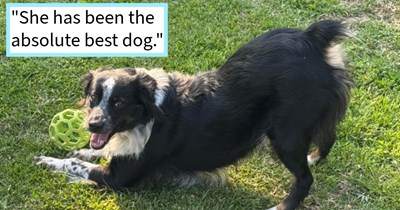 Abandoned Border Collie found by roadside adopted by passer by on way to work, now lives luxurious life with proud pawrent 1 year on, dog dad says: ‘I really feel like she picked me, and it tickles me that she did.’