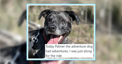 24 Cute Puppers Papped Having the Bestest Day of their Lives