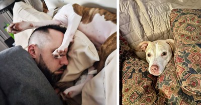 A Pawdorable Pit of 22 Soul Soothing Cute and Cuddly Canines
