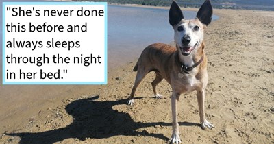 Soul dog found thanks to midnight search mission after deciding to abandon her usual bed and hide in her pawrents’ closet while they frantically searched the neighborhood, dog mom says: ‘I let out a whistle and this dog comes waltzing out of our bedroom.’
