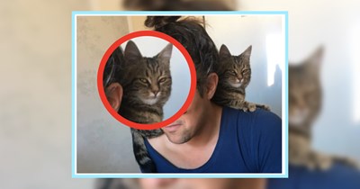 23 Cats Cuddling Pawrents fur Proof that Not All Kitties are Antisocial Antagonists