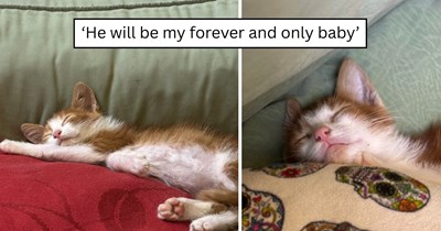 'Wasn’t planning on adopting a baby': One impulsive yes to an abandoned kitten turned into Walter finding his place, bonding with the senior cat, and becoming part of the family