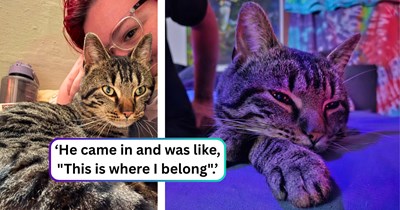 A seasoned stray cat decides his days on the street are officially over after discovering the one thing his rescuer's house has that the alley doesn't: ‘He was a BIG fan of the blankets and pillows.’