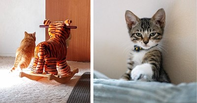 21 Pawrents and the One Cat Photo They’d Keep Furrever