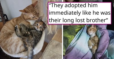 'They love kittens and warm up to them almost instantaneously': Person foster-fails a kitten and his injured brother, and now, the two cats help her foster other kittens, taking them in like family 