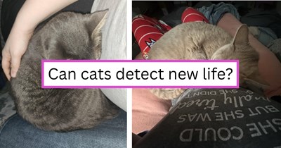 Yes, your cat can tell you're pregnant and here's how they understand