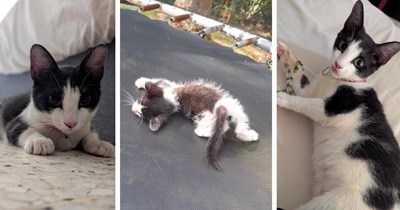 Family hears kitten meowing from their roof, they wait for cat mom to return, then rescue the kitten after realizing she's all alone up there: ‘She stayed persistent’