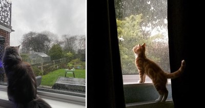22 Playful Pictures of Cats Dodging Drizzly April Showers and Staying Purrfectly Dry
