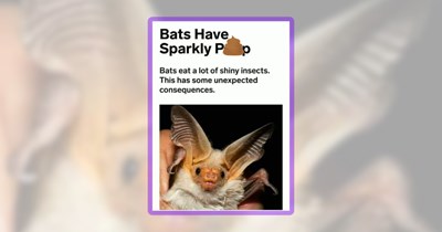 22 Happy Bat Memes to Hang Your Sadness Upside Down