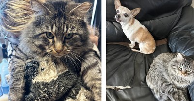 Handsome and fluffy cat shows up to family starving and terrified, they refuse to let him continue his life on the streets and add him to their dog and cat family: 'Sir George is fitting in more and more'