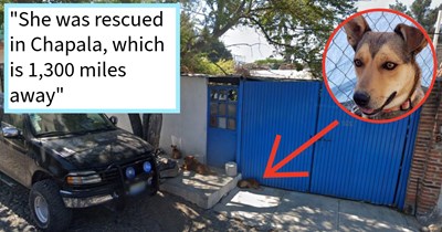 Pupper spotted in Mexico 1.300 miles from home during Google Maps search leaves San Diego dog pawrent in shock as they stumble upon their adopted dog’s previous life, dog dad says: ‘It’s one of those things where you know your dog well, and I just knew.’