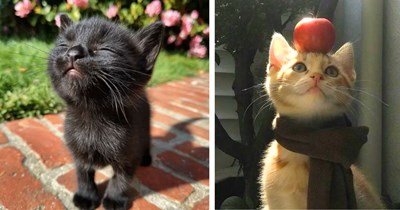 28 Heartwarming Feline Photos for Anyone Whose Inner Child Is Just a Cat Person Meow