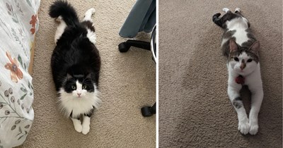 24 Adorable Pictures of Splooting Cats Sprawled Out in Style 
