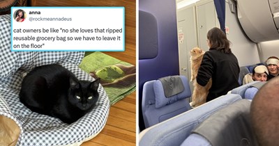 Your Weekly Caturday Meowgazine: 20 I Can Has Meowments That Capture Cats at Their Derpiest and Sweetest (April 11, 2026)