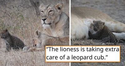 'It is quite opposite to what we know about big cats': Wild momma lioness adopts an abandoned leopard cub and raises it as one of her own alongside her two lion cubs, showing off an incredibly unique and rare bond between big cats 