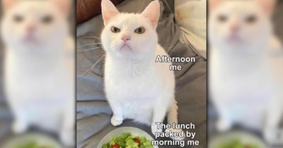 A Ray of Sunshine in the Form of 25 Fuzzy Feline Funnies