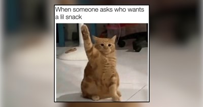 24 Clawssic Memes of Cats Who Think Snack Time Never Ends