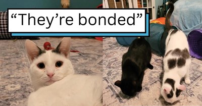 UPDATE: Cat reunited with his brother after being lost for 4 days in a thunderstorm, then the bonded pair get adopted as a duo