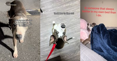 Family trip to Hawaii turns into the most wholesome stray dog rescue, teen daughter convinces the rest of the family to keep her and take her home to LA: ‘Say hi to Kona!’